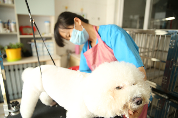 烟台动物医院|宠物